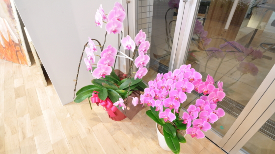 LUCE HAIR DESIGN様 お花01